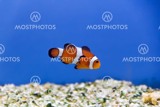 Clown fish