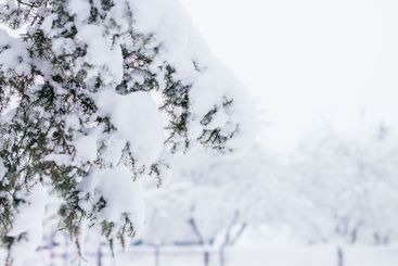 Winter creative background image. Branch of juniper...