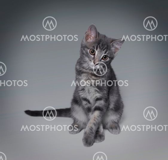 katt