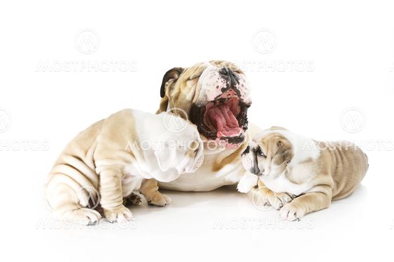Cute english bulldog puppies isolated