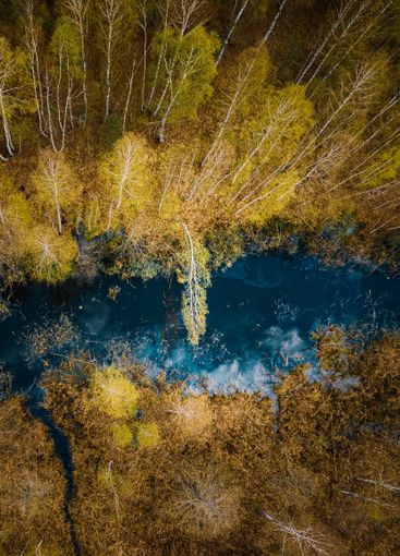 Spring Season. Aerial View. Young Birches Grow Among...