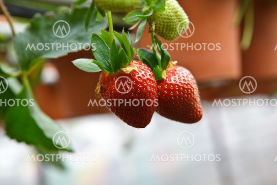 Close up Strawberries in a strawberry farm Cameron Highlands Malaysia