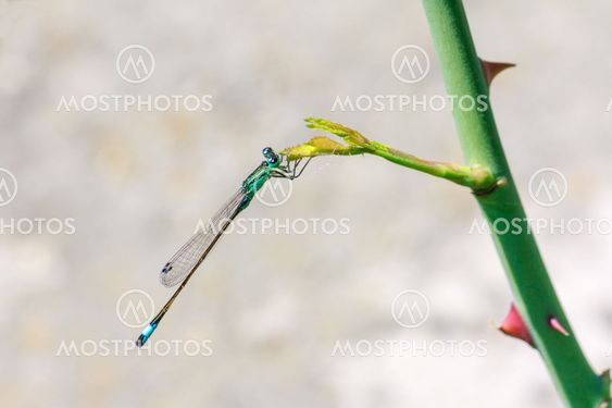 Blue dragonfly on a plant branch