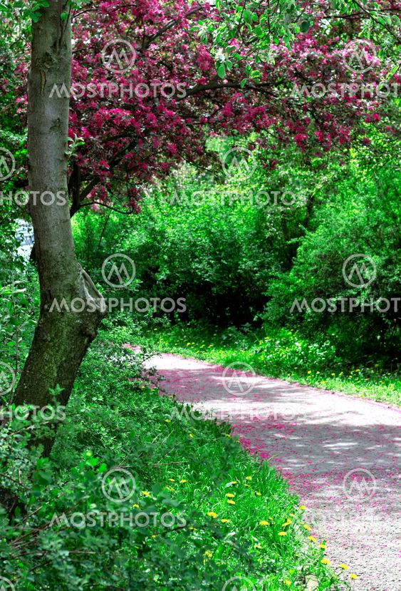 A road in a spring park