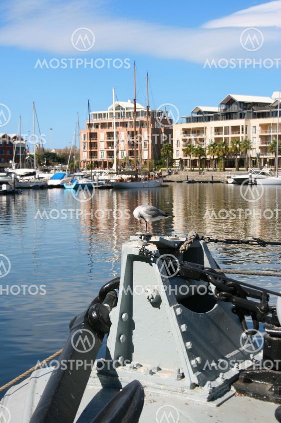 Seagull