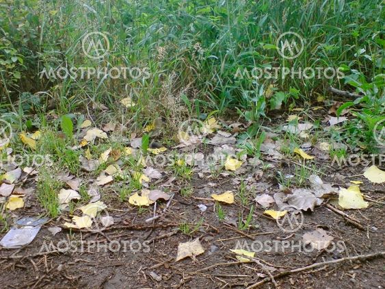 Fallen leaves and green grass. Fall coming