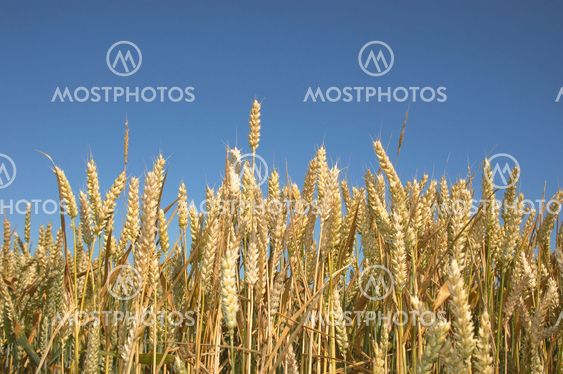 wheat field