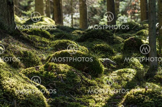 Green mossy forest ground