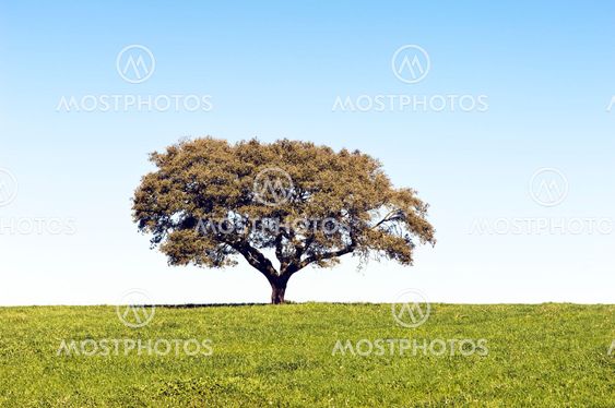 Lonely tree