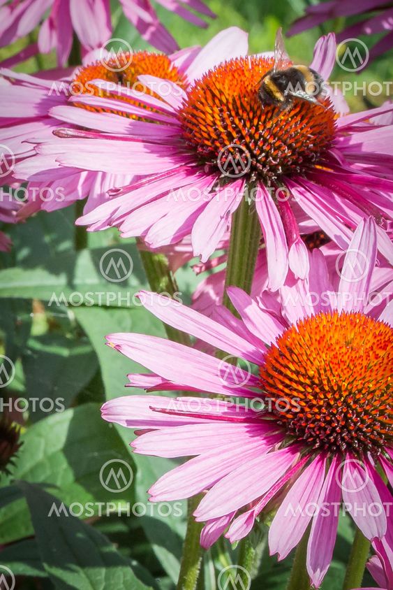 Humla och blomma