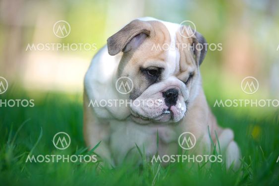 Cute english bulldog puppy outdoors