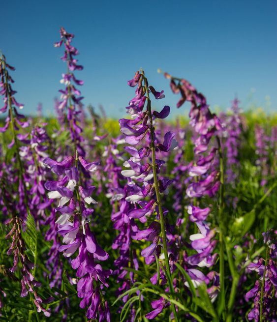 flowering plant