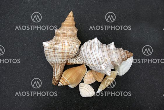 Shells on Black Sand
