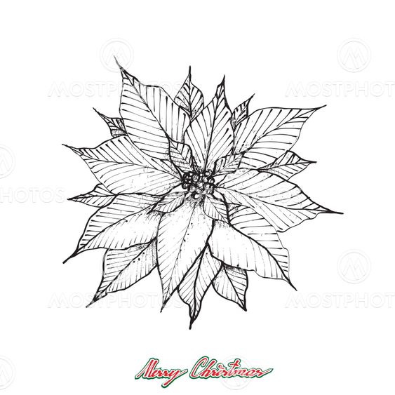 Christmas Poinsettia or Euphorbia Pulcherrima Flower