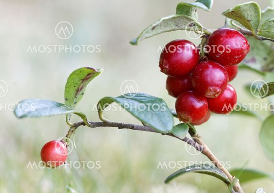 Closeup of a branch of lingonberry