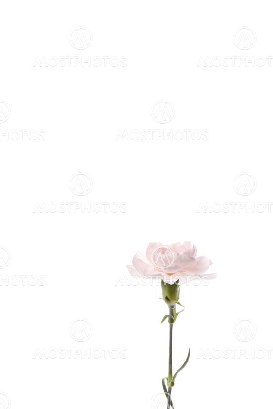 Closeup of pink carnation