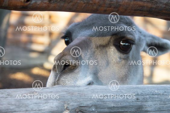 Lama Guanaco of the camelid family in the zoo