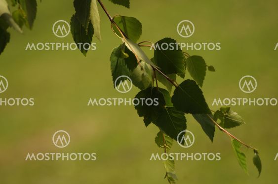Leaves on a branch of a birch