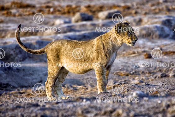 a lion cub in etosha national park namibia