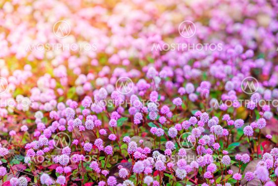 Beautiful pink flowers