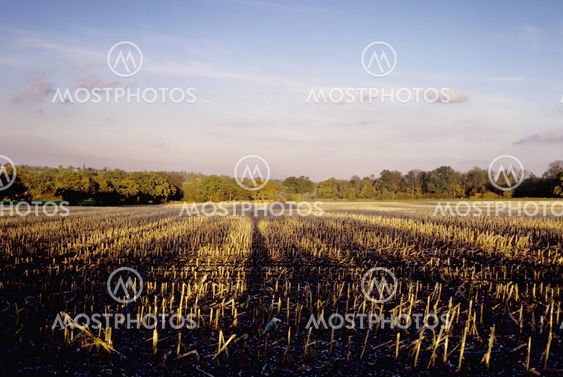 Farmland