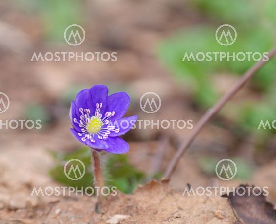 Wild hepatica