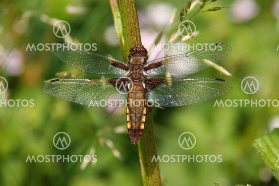 Broad-bodied Chaser (Libellula depressa)