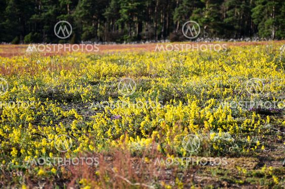 Fält med blommande gulmåra på Öland