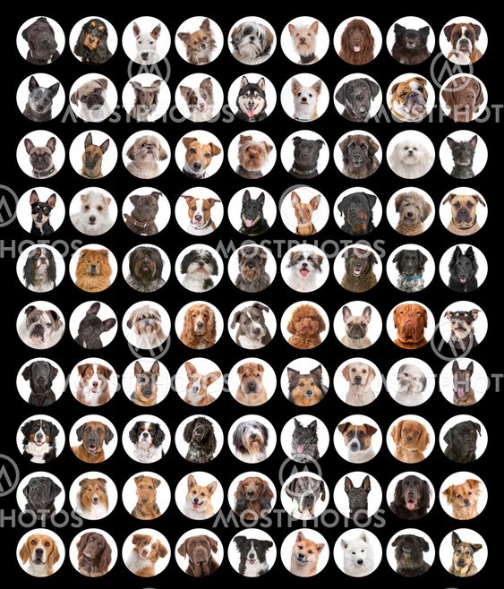 Large collection of dog portraits