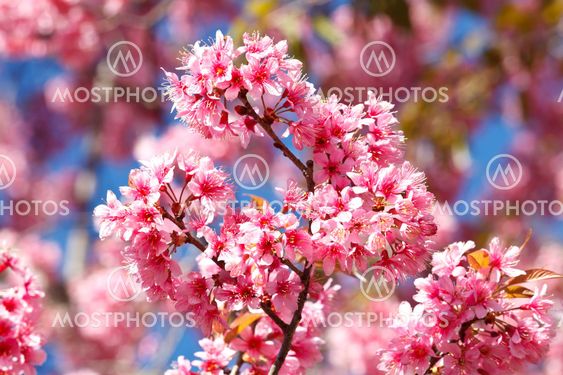 Thai sakura in winter at Doi Kunwang