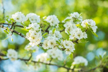 Blooming white flowers on branches against a bright...