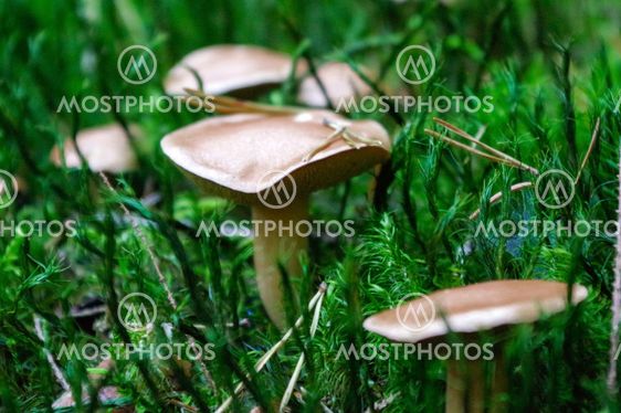 suillus bovinus growing on the medow, also known as the Jersey cow mushroom or bovine bolete