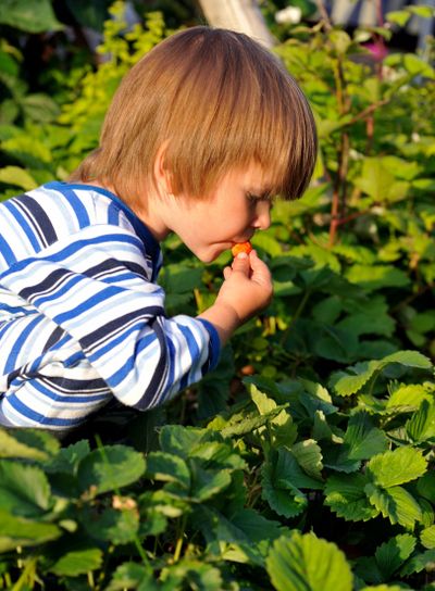 Boy eating strawberries 