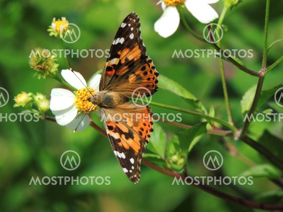 Painted Lady (Vanessa cardui) Butterfly