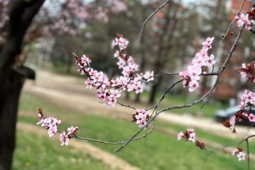 Cherry blossoms on thin branches with a soft background....
