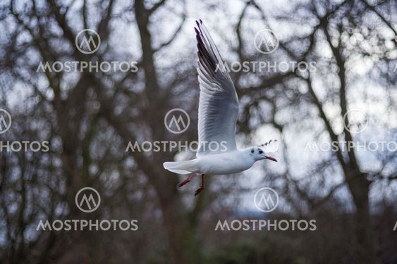 Closeup view of a seagull in flight