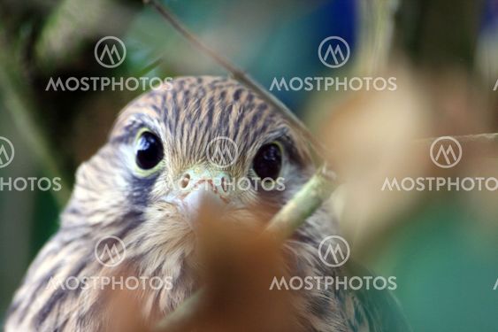Young falcon