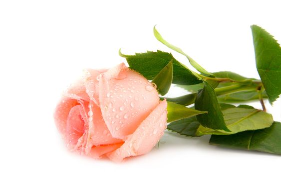pink rose