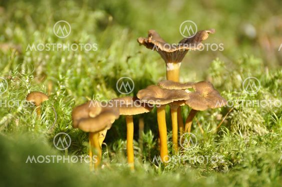 Cantharellus Tubaeformis