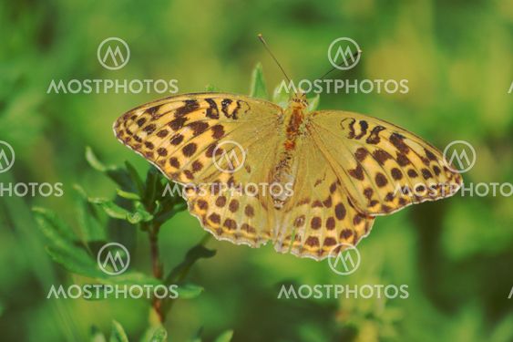 Fritillary