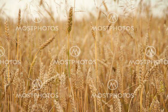 wheat field