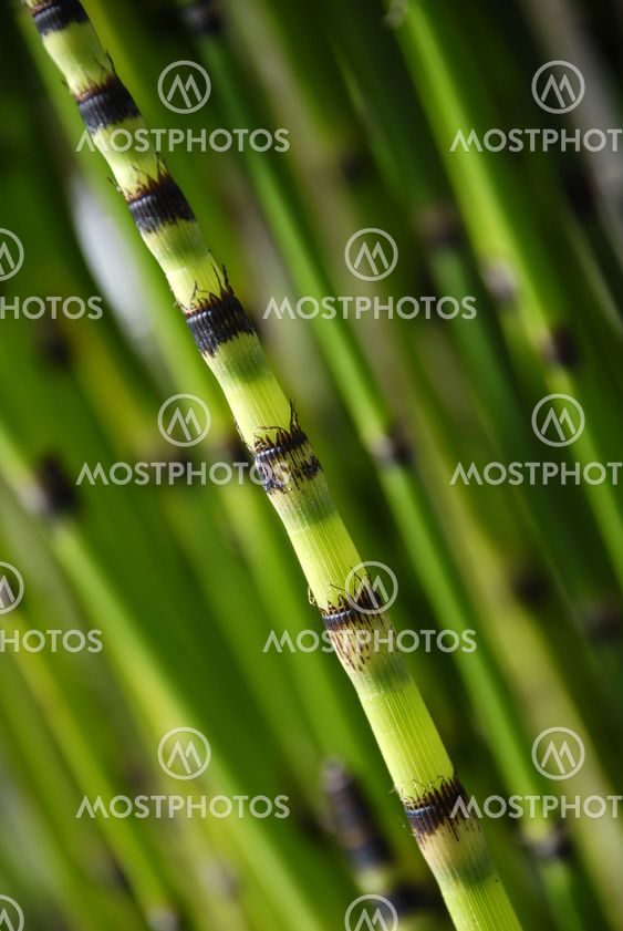 horsetail bamboo
