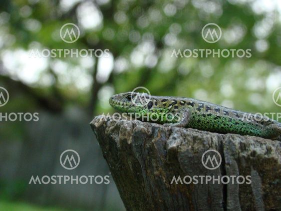 lizard king