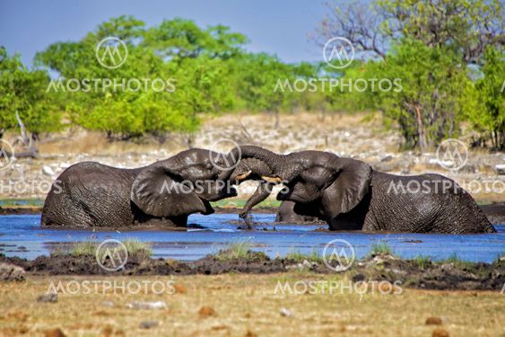two elephants playing in the water at etosha national park namibia