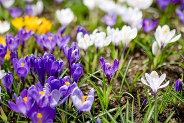 Blooming crocus flowers in the park. Spring landscape.
