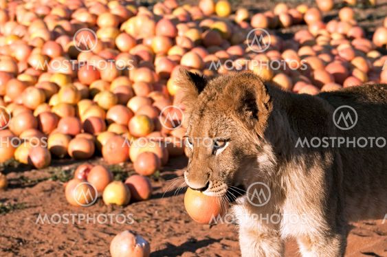 Lion - Löwe