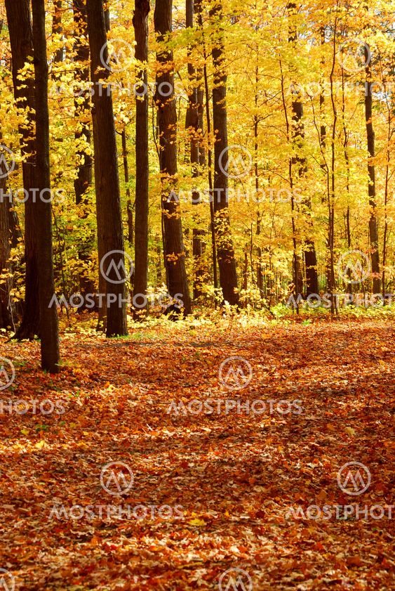 Fall forest landscape