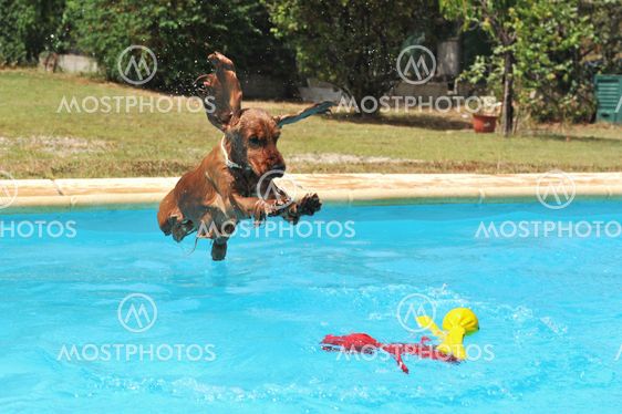 jumping cocker spaniel