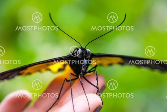 Close-up of butterfly sitting on green leaf