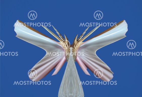 A sea buterfly